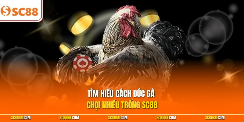 Tìm hiểu cách đúc gà chọi nhiều trống SC88