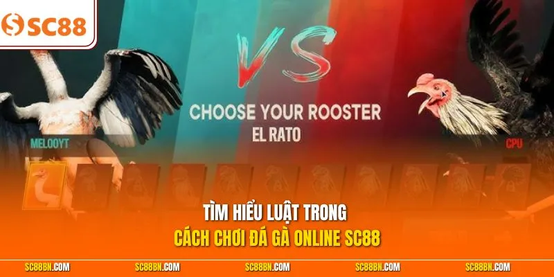 TÌm hiểu luật trong cách chơi đá gà online SC88